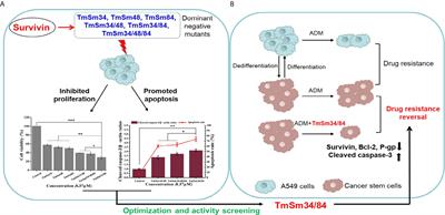 Discovering and Characterizing of Survivin Dominant Negative Mutants With Stronger Pro-apoptotic Activity on Cancer Cells and CSCs